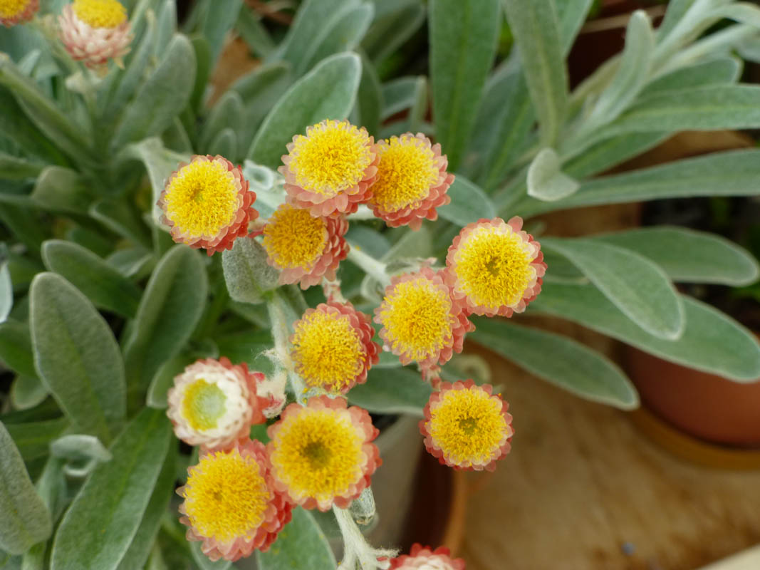 Helichrysum amorginum 'Ruby Cluster' photo